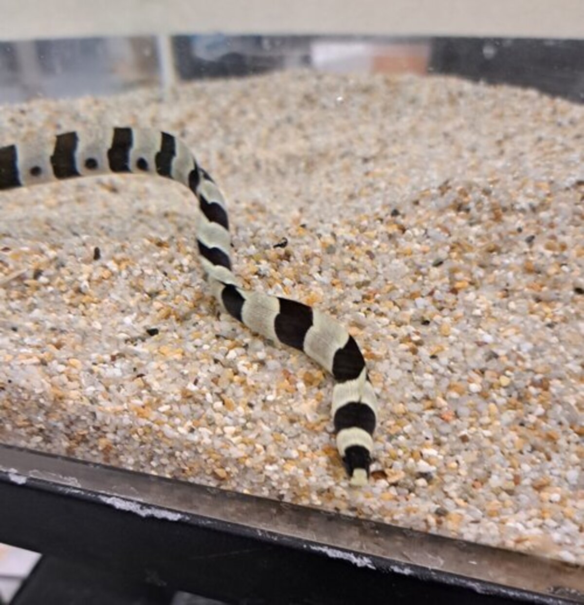 干支展2025～巳～」 名前はヘビだけど魚の仲間を展示！ 水族館