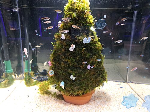クリスマス水槽2025④.jpg