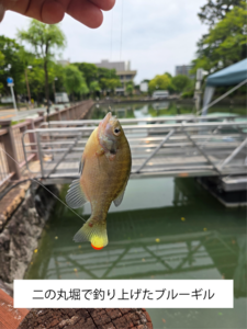テキスト入り　ブルーギル.png