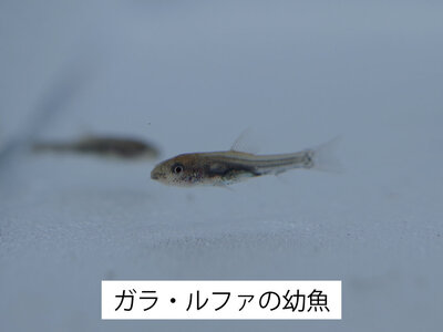 ガラルファ幼魚ネーム入り.jpg