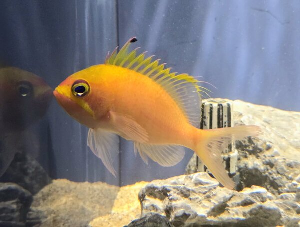 イッテンサクラダイ.jpg