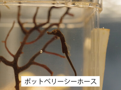 ポットベリーネーム入り幼魚.jpg